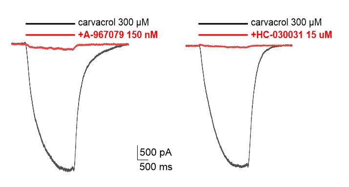 Inhibition of ionic currents through TRPA1 by specific blockers