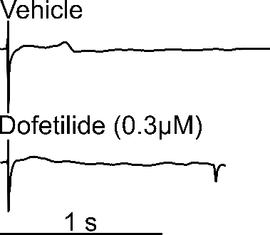 Dofetilide 0.3 µM effect on field potential, 2D MEA