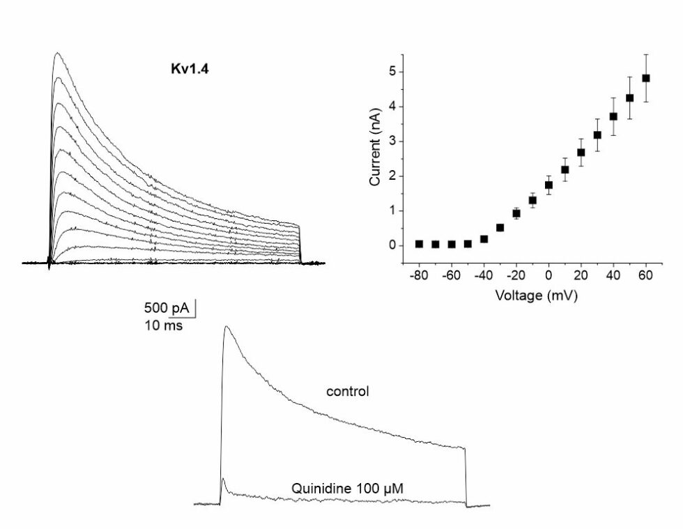 Kv1.4 Inhibitor