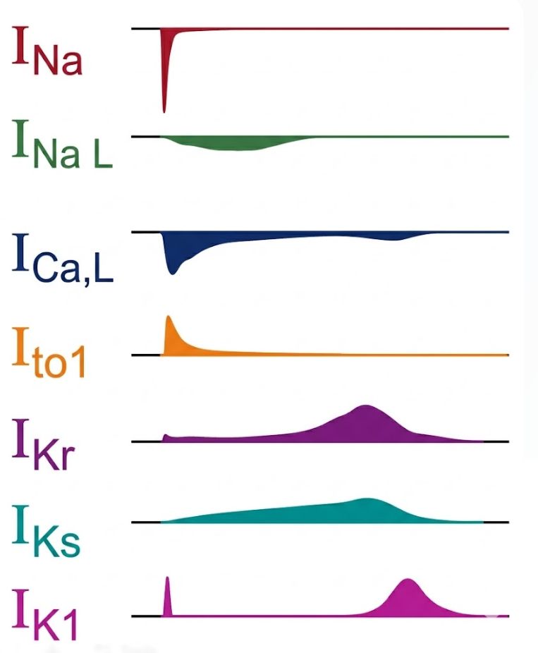 Ion Channel Currents