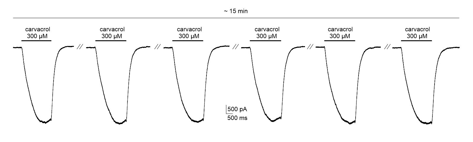Representative traces of inward currents elicited by repeated application of the agonist Carvacrol on TRPA1
