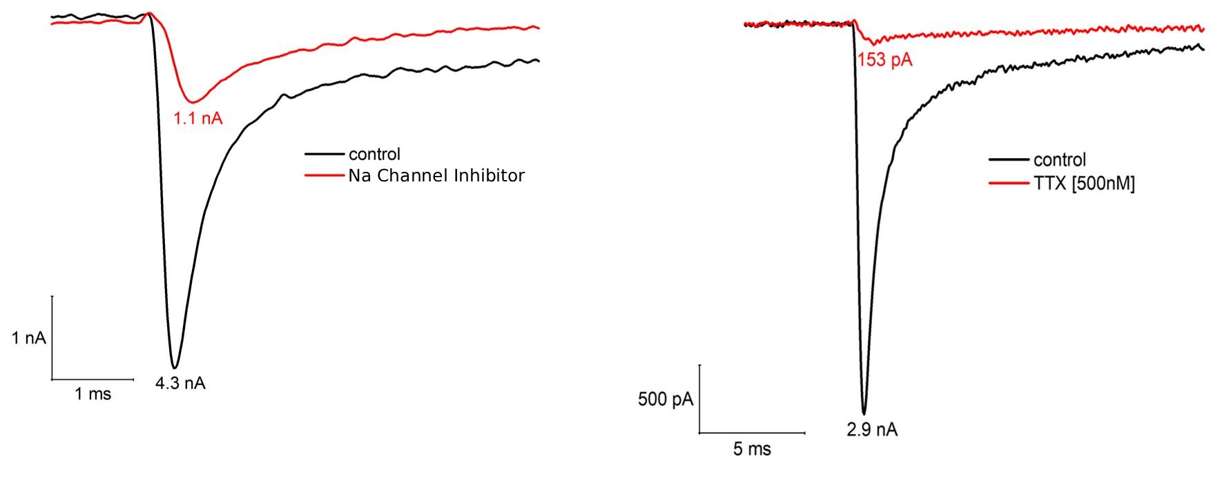 Fast inward current suppressed by TTX and a selective Nav1.7 inhibitor in human iPSC-derived sensory neurons