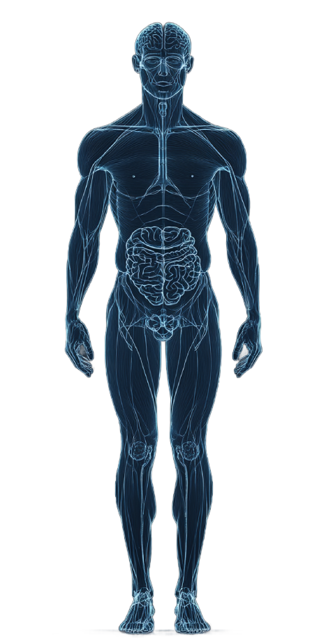 Body