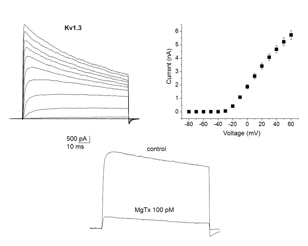 highly potent inhibitor of Kv1.3