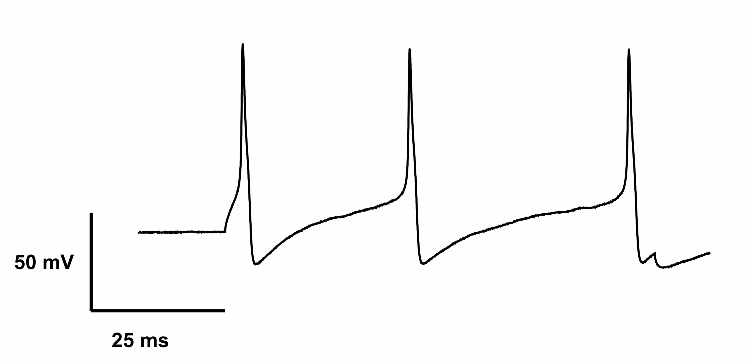 Repetitive firing of DRG neurons