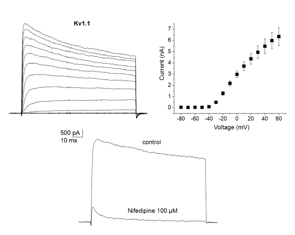 highly potent inhibitor of Kv1.1