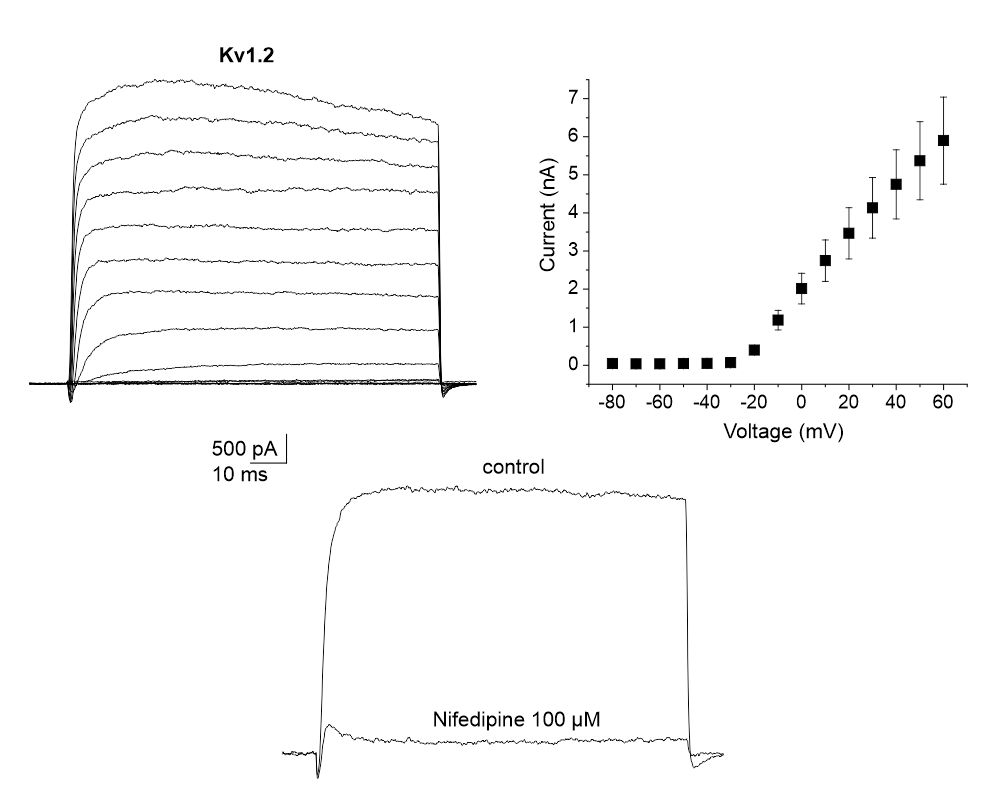 highly potent inhibitor of Kv1.2