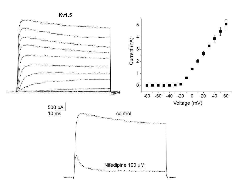 highly potent inhibitor of Kv1.5