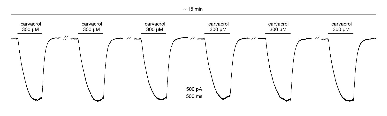 repeated application of the agonist carvacrol